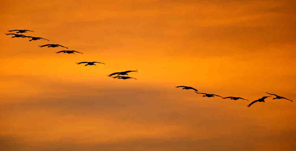 Sandhill cranes in Arizona